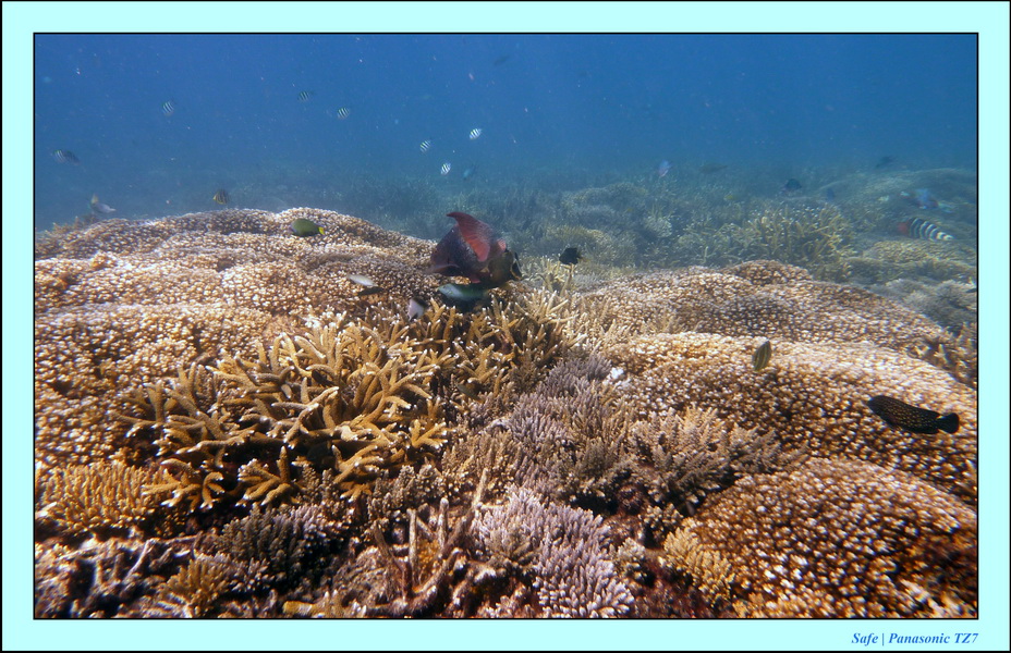 2009   07   Perhentians 009